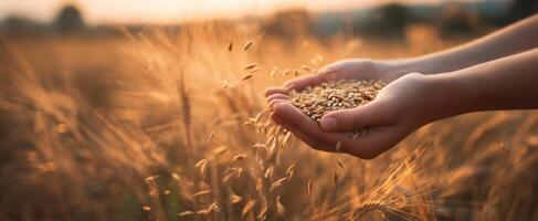 The Hands Holding Grains of Wheat in a Beautiful Golden Field photo