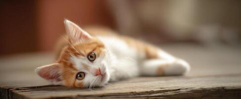 The adorable orange and white kitten lounging peacefully on a rustic wooden surface. photo