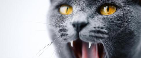 The Majestic Gray Cat with Striking Yellow Eyes in a Playful Pose photo