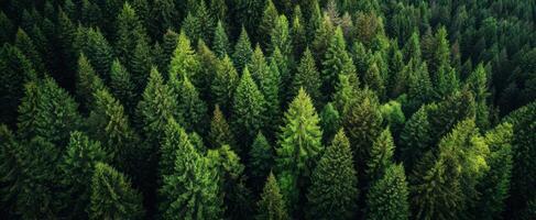 The Lush Green Forest Showcasing Vibrant Conifer Trees in Natural Splendor photo