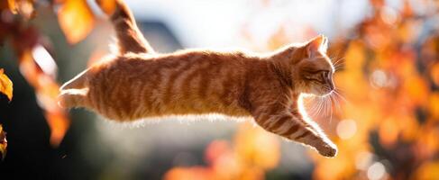 The agile orange cat gracefully leaps through the vibrant autumn leaves. photo