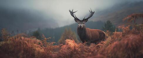 The Majestic Deer Standing Proudly Amidst Autumnal Foliage in Misty Wilderness photo