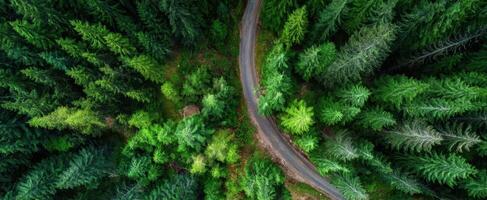 The winding road through a lush green forest landscape captured from above. photo