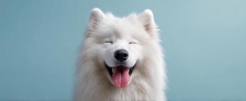 The joyful expression of a happy samoyed dog against a pastel background. photo