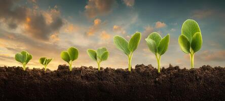 The vibrant growth of seedlings against a beautiful sunset sky. photo