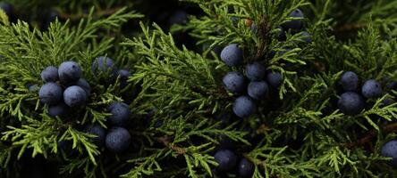 The lush green juniper branches adorned with vibrant blue berries. photo