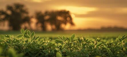 The serene landscape of a vibrant green field at sunset photo