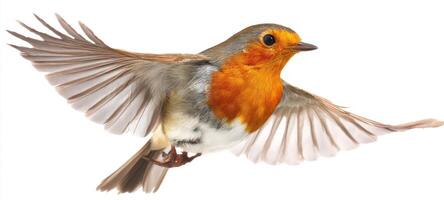 The vibrant robin in flight against a white background photo