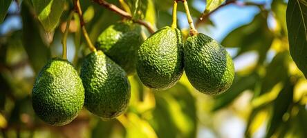 The vibrant green avocados hanging from a lush tree branch. photo