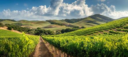 The Lush Vineyard Stretching Across Rolling Green Hills Under a Dramatic Sky photo