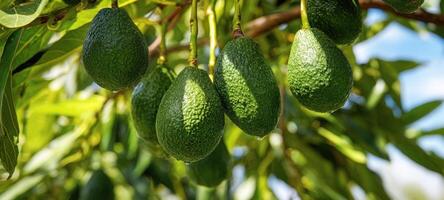 The avocados hanging from the tree in a vibrant summer landscape. photo