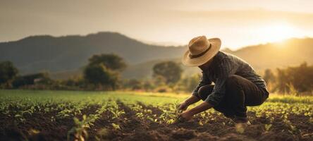 The farmer tending to young plants in a beautiful sunset landscape. photo