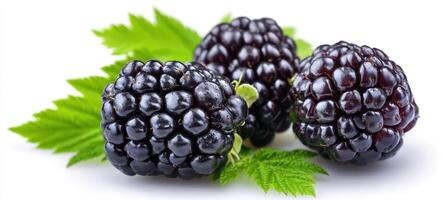 The fresh blackberries with vibrant green leaves on a white background. photo