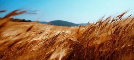 The Golden Wheat Field Gently Swaying Under a Clear Blue Sky photo