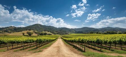 The picturesque vineyard pathway leading through lush green fields under a blue sky. photo