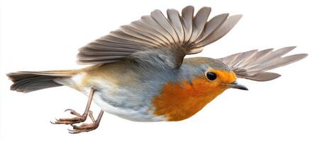 The robin in mid-flight showcasing its vibrant plumage and graceful movement. photo