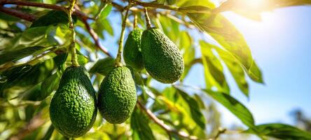 The Avocado Tree with Ripe Fruits Under Bright Sunshine photo
