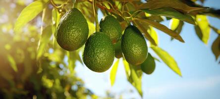 The ripe avocados hanging beautifully from a sunlit tree branch photo