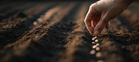 The hand planting seeds in rich soil for future crop growth. photo