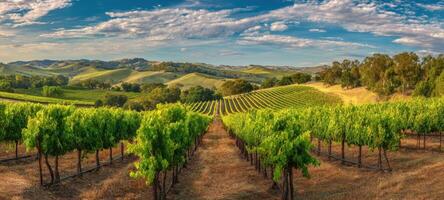 The Lush Vineyard Overlooking Rolling Hills Under a Clear Blue Sky photo