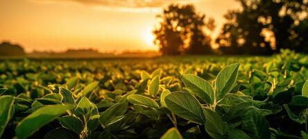 The lush green leaves illuminated by a golden sunset in a serene field. photo