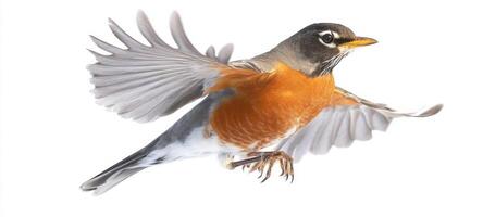 The vibrant robin in mid-flight with outstretched wings and vivid colors. photo