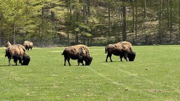 Bison grazing in the field. photo