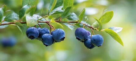 The blueberries hanging from a branch in a lush green environment. photo