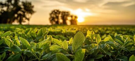 The vibrant green leaves illuminated by a stunning sunset glow. photo