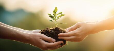 The hands nurturing a small plant symbolize growth and environmental sustainability. photo