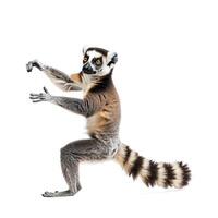Full Length Lemur Swinging Between Trees Using Arms and Tail Isolated on Transparent Background photo