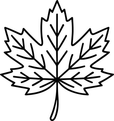 Hand-Drawn Maple Leaf Line Art - Perfect for Thanksgiving and Fall Designs