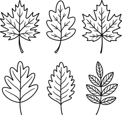 Thanksgiving Leaf Line Art Collection - Set of Hand-Drawn Autumn Leaves