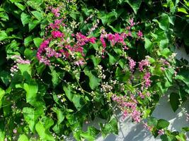 Vibrant Pink Antigonon leptopus Flowers Blooming on Lush Green Vines Cascading Down a Wall photo