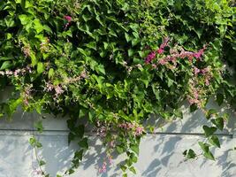Vibrant Pink Antigonon leptopus Blooming on a Wall, Lush Greenery and Delicate Flowers Cascading Down photo
