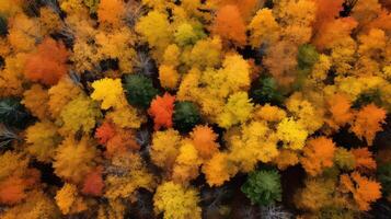 foliage trees top view photo