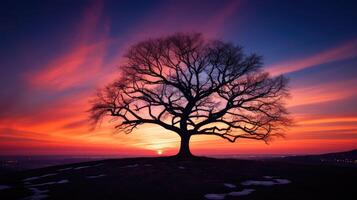 horizon black tree photo