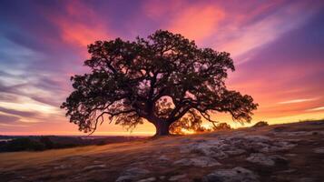 sunbreeze tree blowing photo