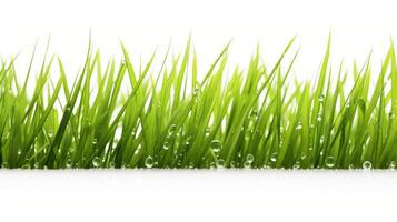 blades grass with white background photo