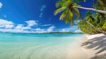 paradise palm tree sun photo