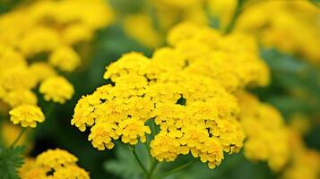 photograph yellow yarrow photo