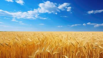 golden field with blue sky photo