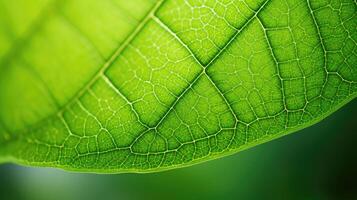 up tulip poplar leaf photo
