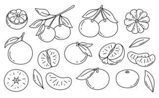 Tangerine fruit, hand drawn black and white sketch of branch with leaves. isolated monochrome illustrations set. Engraved style drawing. vector