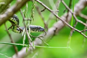 A small snake with a bifurcate language photo