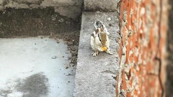 A Squirrel Munching Homemade Treat in Cozy Setting video