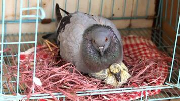 Pigeon Parent Nurtures Chick in Cozy Nest. Pigeon and Squab Bonding in Nest video