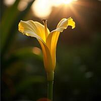 Yellow Flower Bloom Lit by Sunlight in Dark Setting photo