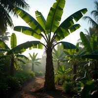 Banana Palm Trees Along Dirt Path in Tropical Setting photo