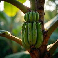 Banana Bunch Growing on Tree in Tropical Setting photo